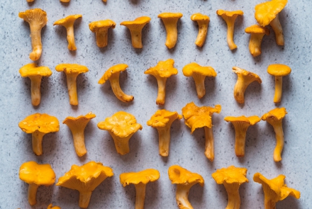 Eierschwammerl © unsplash